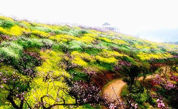 城山沟里的花海