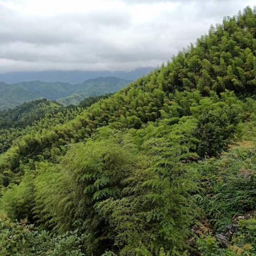 安吉水滴穿石山庄附近山景