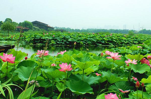 荷塘月色湿地公园的荷花	