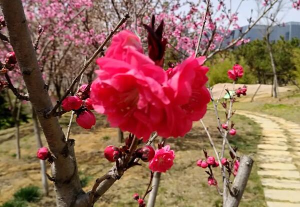 枯桃花艺生态园的花朵