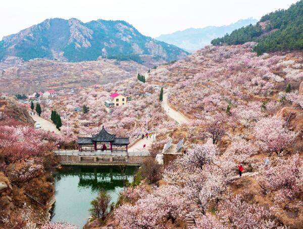 大崂樱桃山谷美景