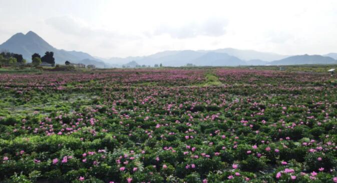 芍药花基地