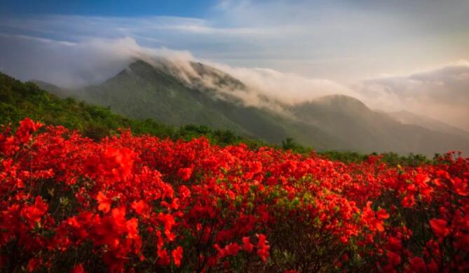 杜鹃花海