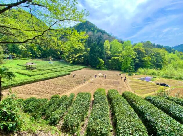 茶园里采茶