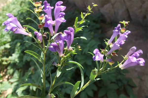 野生莒县黄芩