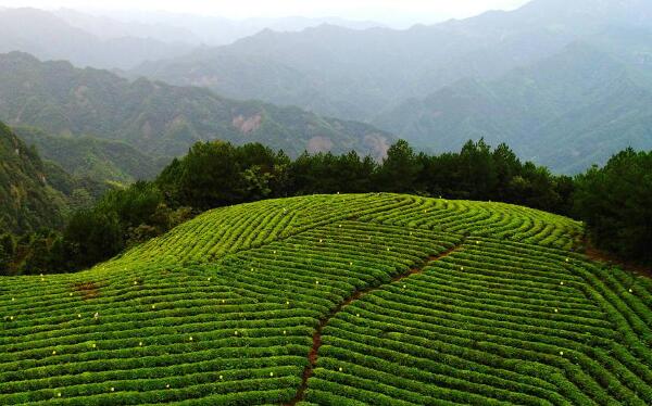 仙居的茶园