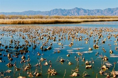 野鸭湖湿地公园