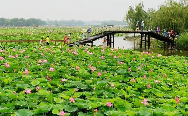 游客游览荷花大观园