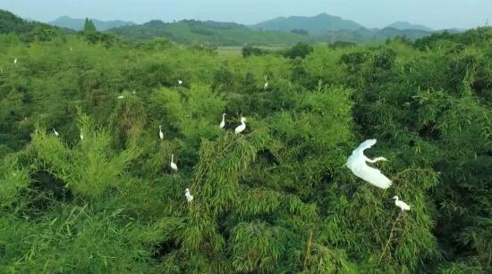 中南百草园俯瞰风景