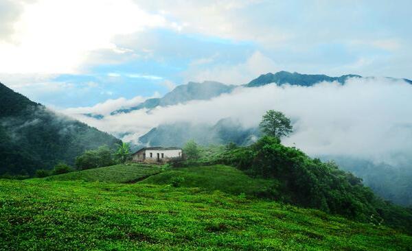 高山云雾茶园