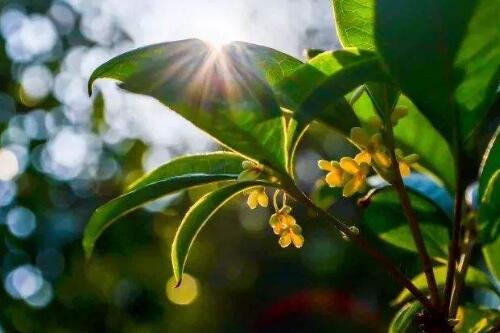 桂花飘香