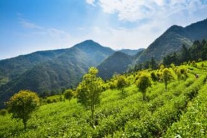 探秘临安龙门秘境，高山野茶的诗意之旅