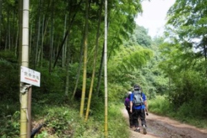 穿越贡茶古道，探寻千年茶文化的山林秘径