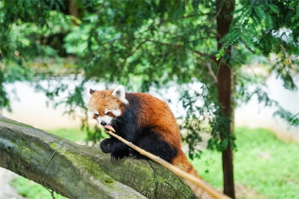 小浣熊