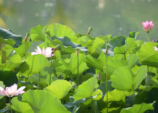 菱湖的荷花