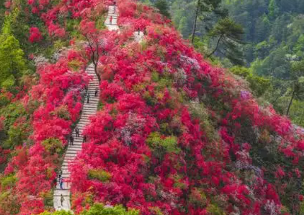 天峡满山花