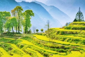来指南村赴一场云端花田之约，承包春日最治愈的金黄！