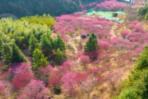 到临安赏春景，邂逅烂漫春光